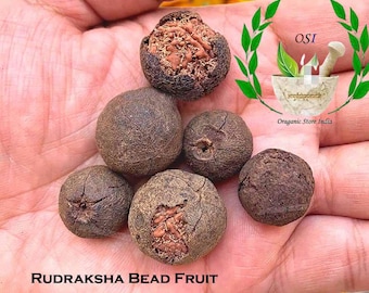 Cuentas de Rudraksha originales de Nepal, fruto del santo señor Shiva, envío gratuito.
