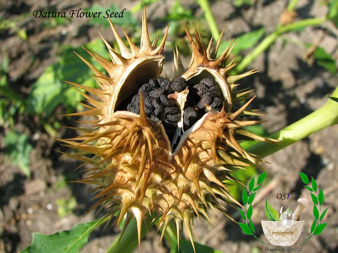 DaTuRa - ayaya USA Datura inoxia Moon flowers Parent plant is 65 years old