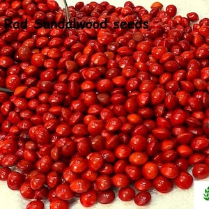 紅檀の種子（ラル・チャンダン）
