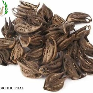 May include: A close-up of dried brown Bichhu Phal, also known as Devil's Claw, a natural remedy used in traditional medicine.