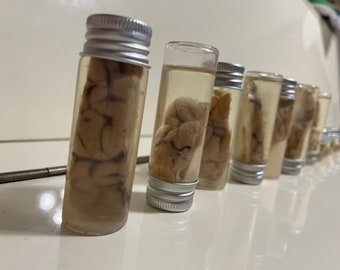 Wet specimen sheep brain