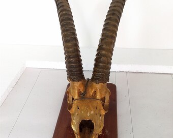Vintage Sable Antelope Horns and Skull.