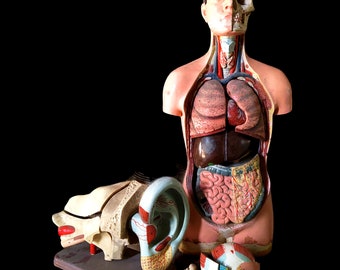 1930's Educational Anatomical Torso and Ear.