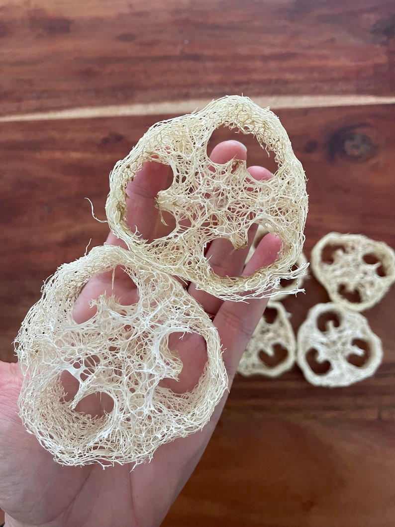 Lot of 8 Luffa loofah Slices for Soapmaking, Eco Friendly, Natural