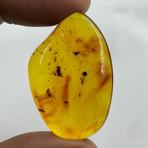 Könnte beinhalten: Ein Stück Bernstein mit goldgelbem Farbton, das mehrere erhaltene Insekten zeigt. Der Bernstein ist oval geformt und durchscheinend, mit sichtbaren Einschlüssen kleiner, dunkler Insekten und organischer Materie. Der Bernstein wird zwischen zwei Fingern gehalten.