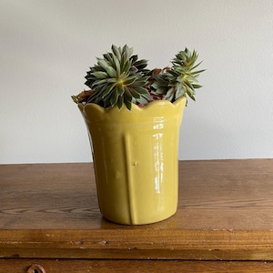 May include: A yellow ceramic planter with a scalloped rim, holding a green succulent plant. The planter has vertical grooves and a glossy finish. The plant has multiple green leaves. The planter is sitting on a wooden surface.