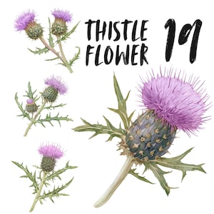 Floral Distel Blume Clipart Set, Pflanze PNG Aufkleber, Vintage botanische shabby chic Set Digitaler Download Goodnotes Aufkleber, Papierhandwerk