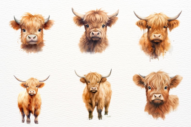 May include: Six watercolour paintings of Highland cattle with different poses and expressions. The cattle are brown and white with long, shaggy hair. The paintings are on a white background.