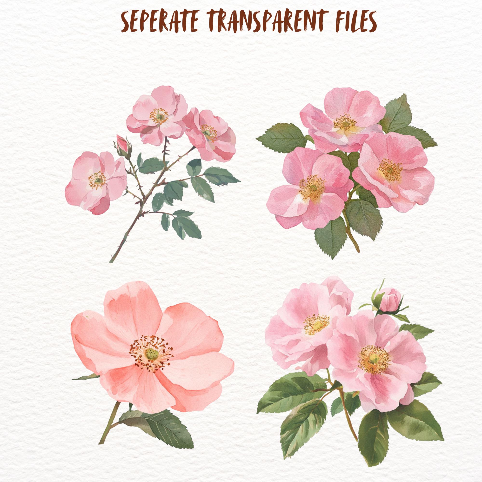 Watercolour Wild Roses Watercolour Wild Roses Clipart Bundle, Spring Rose Floral Goodnotes ...