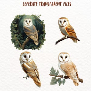 Peut inclure: Quatre illustrations de hiboux des granges. Le premier hibou est perch&eacute; sur une branche dans un d&eacute;cor forestier. Le deuxi&egrave;me hibou est perch&eacute; sur une branche avec des feuilles vertes. Le troisi&egrave;me hibou est perch&eacute; sur une branche avec des feuilles vertes. Le quatri&egrave;me hibou est perch&eacute; sur une branche avec des feuilles vertes.