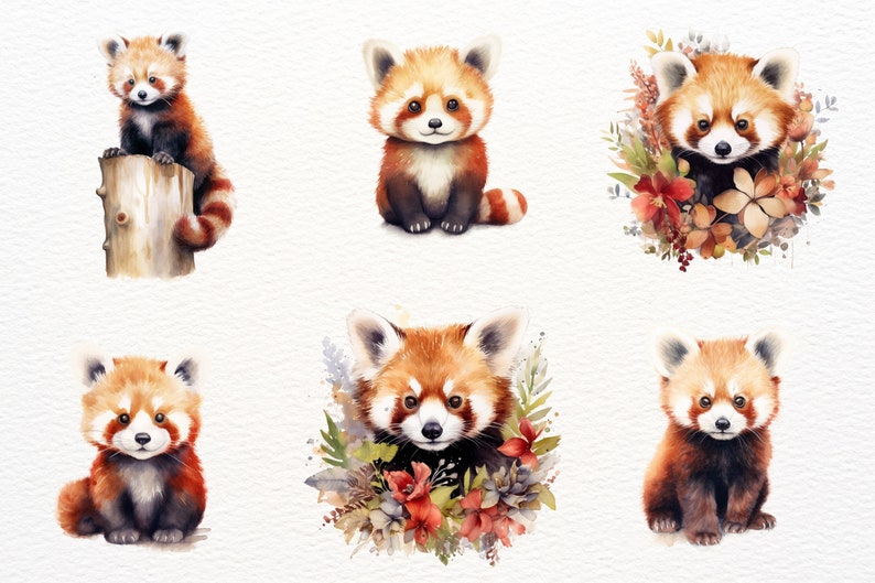 May include: Six watercolor illustrations of red pandas. The red pandas are depicted in various poses, including sitting, standing, and looking at the viewer. Some of the red pandas are surrounded by flowers and foliage.