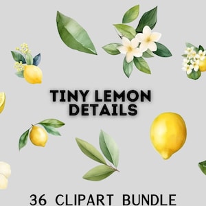 aquarelle petit paquet de clipart de citron, fleurs de citron, feuilles de citron, clipart citruc, citron aquarelle