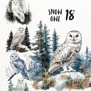 Watercolour Snow owls Clipart bundle summer woodland sticker set forest birds goodnote stickers transparent png journaling scrapbooking