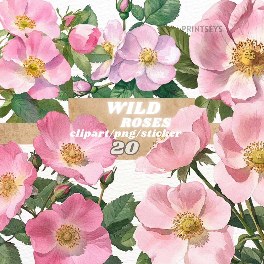 Watercolour Wild Roses Watercolour Wild Roses Clipart Bundle, Spring Rose Floral Goodnotes ...
