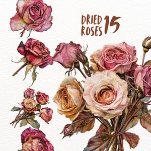 Pacote de clipart de rosas secas românticas e chiques e surradas, conjunto de adesivos rústicos, adesivos vintage florais, goodnote, transparentes, png, diário, scrapbooking
