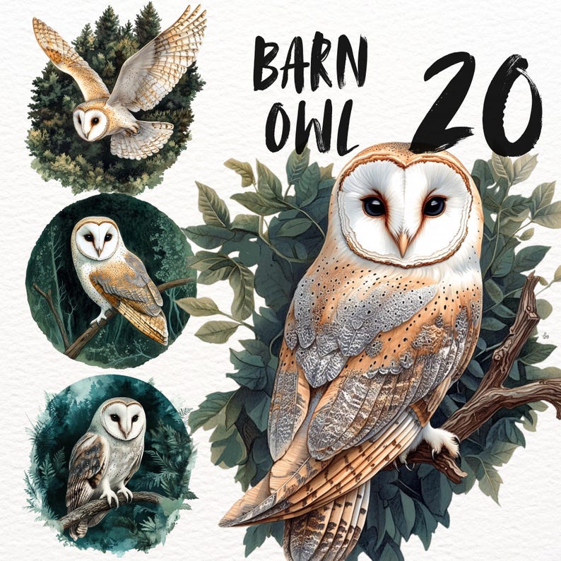 Peut inclure: Une peinture &agrave; l'aquarelle d'un hibou des granges aux plumes brunes et blanches. Le hibou est perch&eacute; sur une branche avec des feuilles vertes. La peinture est entour&eacute;e d'un cercle de feuilles vertes. Le texte "Barn Owl 20" est &eacute;crit en lettres noires en haut de l'image.