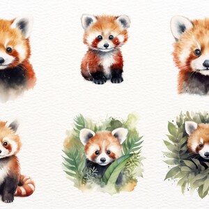May include: Six watercolor illustrations of red pandas in different poses. Some are sitting, some are standing, and some are peeking out from behind leaves. The illustrations are painted in a realistic style with soft, muted colors.