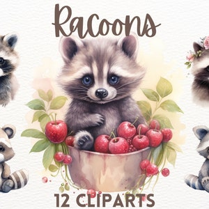Cute watercolour racoon clipart bundle, cute animals, baby racoon clipart, cute clipart,animal clipart image 1