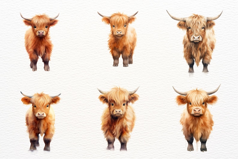 May include: Six watercolour illustrations of Highland cattle, each with a different expression. The cattle are brown and white with long, shaggy fur. They are all standing on a white background.