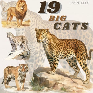Best BIG Cat Clipart Bundle, Tiger, Lion, Lynx, Cheetah, Jaguar png, Wild cats, vintage animal illustration, transparent, instant download