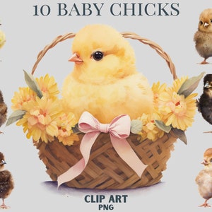 Cute Aquarell Baby Huhn Clipart, Ostern Clipart, süße Clipart, Vögel, Frühling