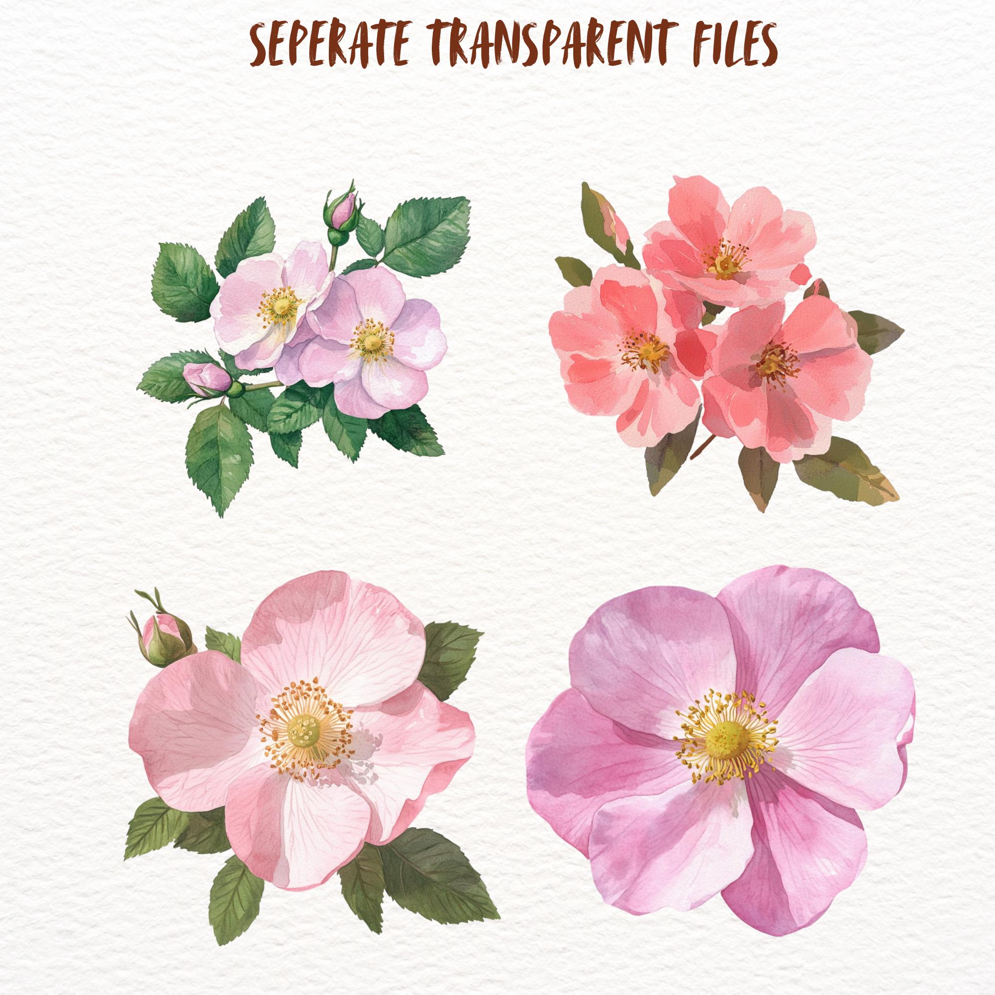 Watercolour Wild Roses Watercolour Wild Roses Clipart Bundle, Spring Rose Floral Goodnotes ...
