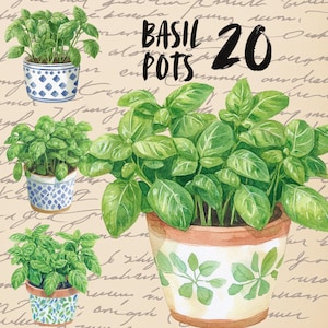 May include: A set of 20 watercolor illustrations of potted basil plants. The plants are in various sizes and have green leaves. The pots are decorated with different patterns, including blue and white, and green and white.