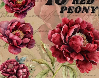 Maroon Peonies digital sticker, watercolour peony clipart, peony illustration, floral clipart, watercolour flower clipart,