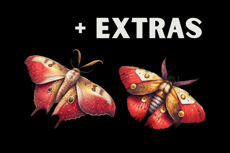 May include: Two colorful moths with red, white, and gold markings on their wings. The moths are set against a black background.