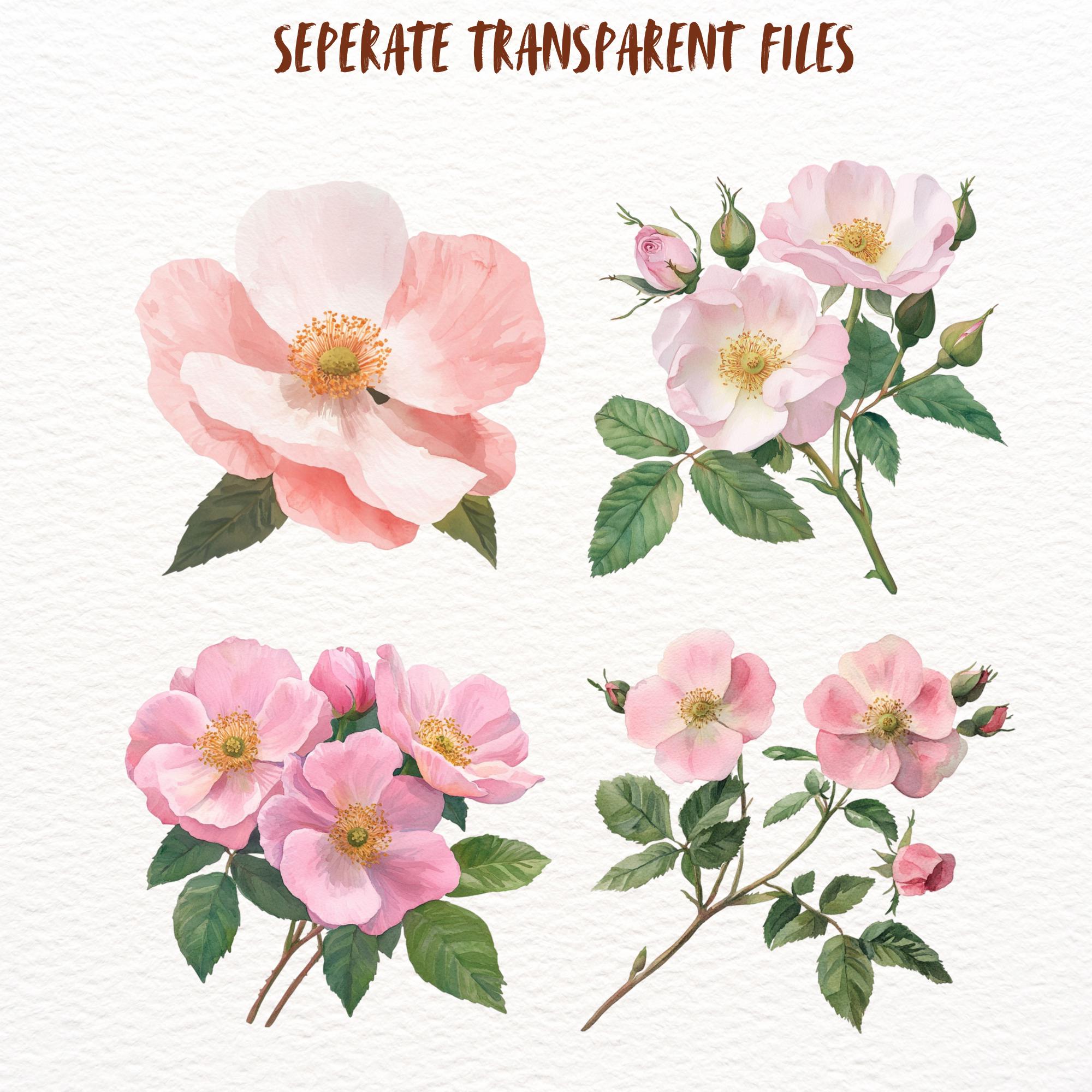 Watercolour Wild Roses Watercolour Wild Roses Clipart Bundle, Spring Rose Floral Goodnotes ...