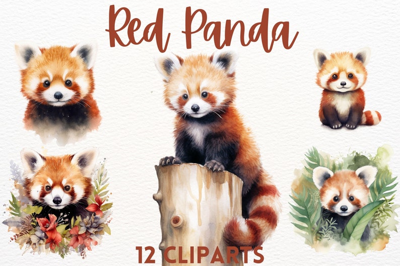 May include: A set of 12 watercolor illustrations of red pandas. The red pandas are depicted in various poses, including sitting, standing, and looking at the viewer. The illustrations are painted in a realistic style and feature intricate details, such as the red panda's fur, eyes, and paws.