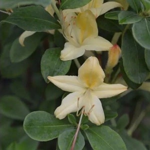 3x Azalea ‘Weston’s Lemon Drop’ - 3 live plants