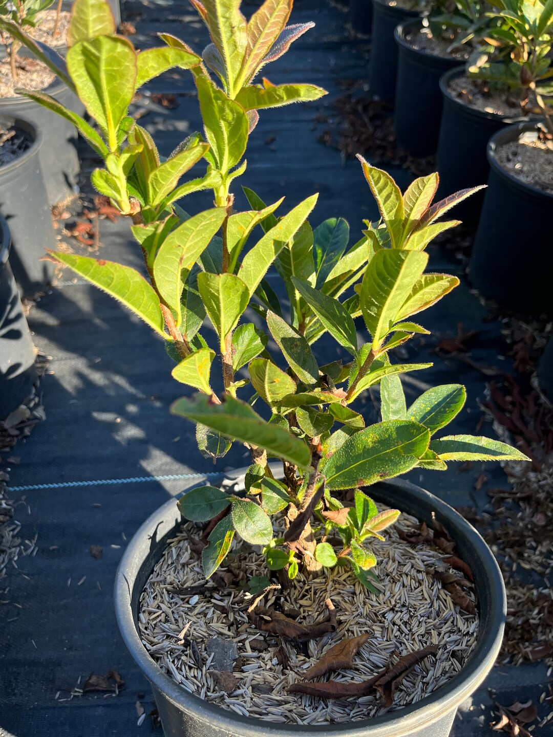 Azalea klondyke 3 Live Plants Etsy