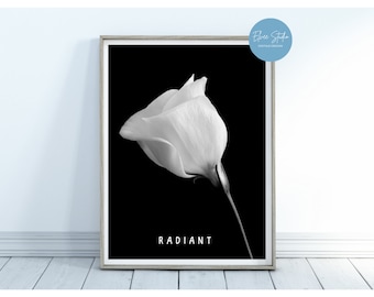 white rose poster, flower picture