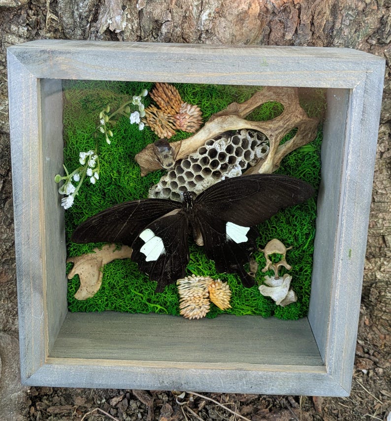 Life and Death Shadow Box