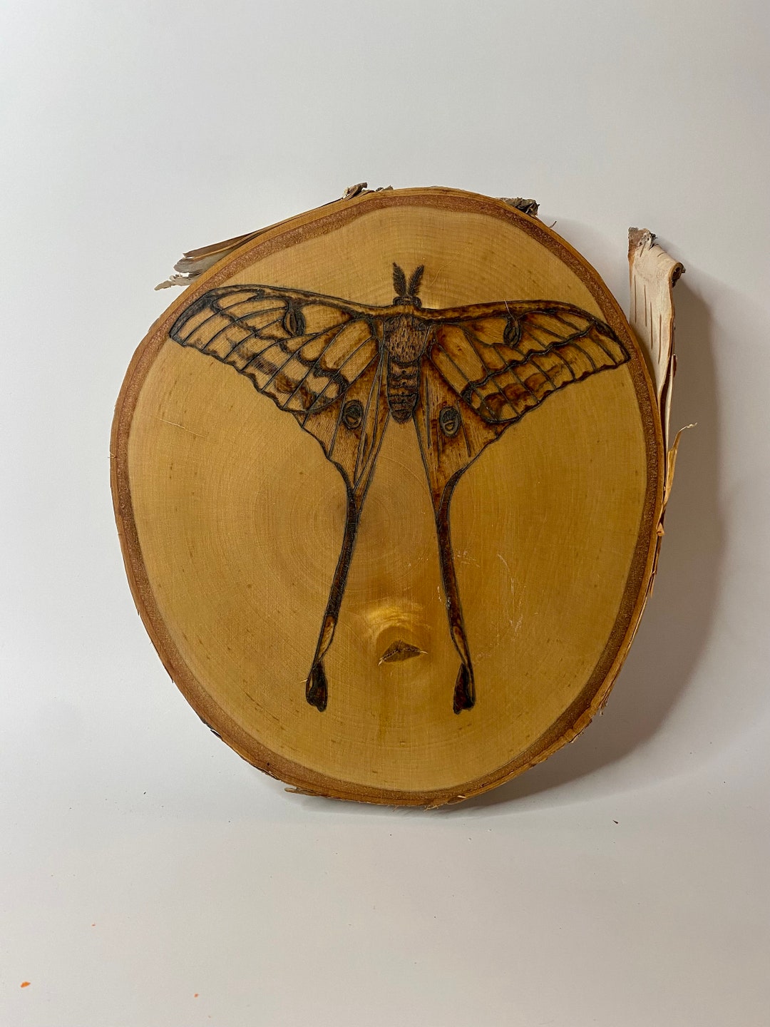 Handcrafted Luna Moth Wood Burned Wall Hanging - 8.5" Diameter - Etsy