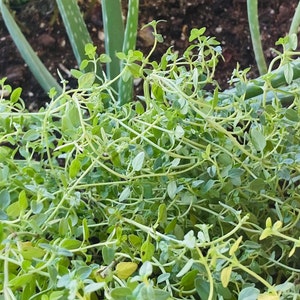 May include: Close-up of fresh thyme, a culinary herb, with small green leaves and thin stems. The thyme is growing in a dark container with aloe vera plants in the background. The leaves have a light green color.