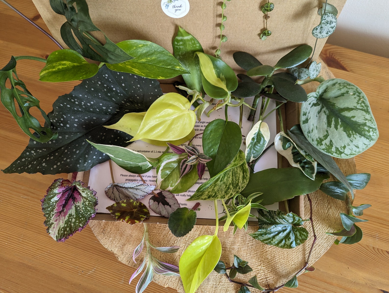 Mystery Box Houseplant x5 | Indoors Plant Cutting