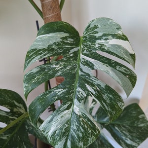 Variegated Monstera Albo Houseplant cutting | Rooted & Unrooted | Deliciosa Albo Variegata | Swiss-cheese Plant | Propagation | White Plant