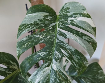 Variegated Monstera Albo Houseplant cutting | Rooted & Unrooted | Deliciosa Albo Variegata | Swiss-cheese Plant | Propagation | White Plant