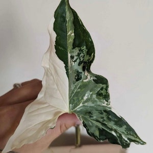 Albo Syngonium | Rare Arrowhead Plant | Variegated Arrowhead | house plant | Albo Syngonium cutting | Arrowhead cutting | Indoor plant