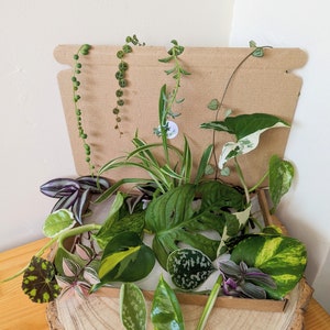 Mystery Box Houseplant x5 | Indoors Plant Cutting | Propagation | Plant Lover Gift Present | Rooted or unrooted | Easy Care | Fast Growing