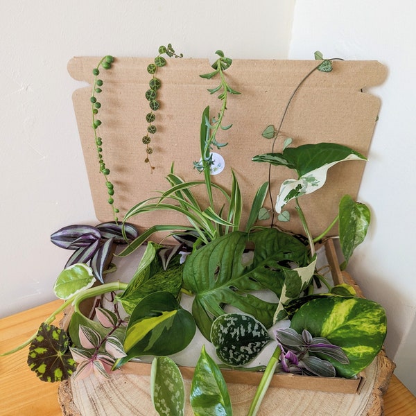 Mystery Box Houseplant x3 | Indoors Plant Cutting | Propagation | Plant Lover Gift Present | Rooted or unrooted | Easy Care | Fast Growing