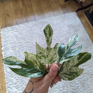 Variegated Marble Pinnatum Cutting | Rare Houseplant cutting | Pretty Plant | Epipremnum pinnatum |  Marble Variegated  |