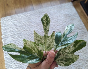 Variegated Marble Pinnatum Cutting | Rare Houseplant cutting | Pretty Plant | Epipremnum pinnatum |  Marble Variegated  |