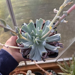 Topsy Turvy Echeveria (Echeveria Runyonii)
