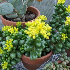 Sedum Hernandezii