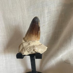 The big  Mosasaur Tooth – Rare Fossil from a Prehistoric Marine Predator 10cm
