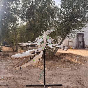 Puede incluir: Un modelo esquelético de un reptil marino prehistórico, probablemente un mosasaurio, que presenta un cráneo alargado con dientes visibles, una caja torácica y cuatro extremidades en forma de aleta. La estructura ósea blanquecina está montada sobre un soporte de metal negro.