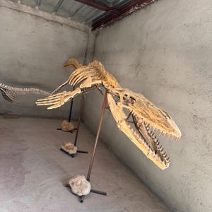Op de afbeelding: Een groot, beige fossiel skelet van een prehistorisch zeereptiel, waarschijnlijk een mosasaurus, gemonteerd op metalen standaards met stenen voetstukken. Het skelet heeft een langwerpige schedel met scherpe tanden en vinachtige ledematen.
